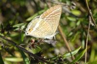 Lampides boeticus