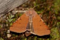 Agrochola lychnidis