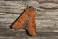 Agrochola lychnidis