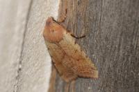 Agrochola lychnidis