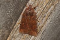 Conistra ligula