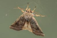 Anchoscelis lunosa