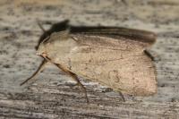 Xestia castanea