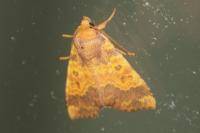 Tiliacea aurago