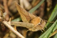 Crocallis tusciaria