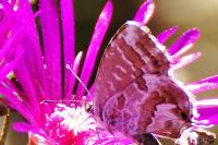 Cacyreus marshalli