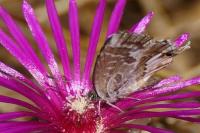 Cacyreus marshalli