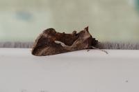 Macdunnoughia confusa