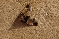 Pyralis farinalis
