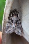 Dichonia convergens