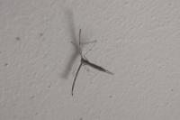 Emmelina monodactyla