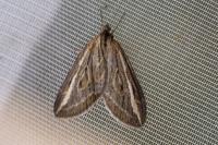 Chesias legatella