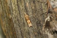 Crocidosema plebejana