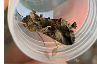 Autographa gamma