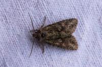 Dryobotodes eremita