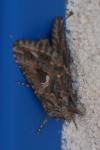 Trichoplusia ni