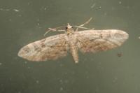 Eupithecia ericeata