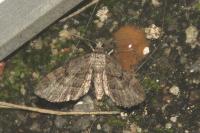 Eupithecia ericeata
