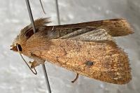 Sunira circellaris