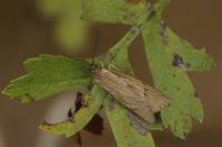 Diurnea lipsiella