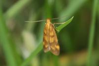 Mirificarma flavella