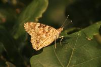 Vanessa cardui