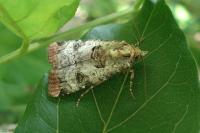 Epilecta linogrisea