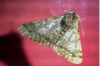 Phigalia pilosaria