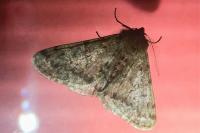 Phigalia pilosaria
