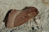 Lasiocampa trifolii