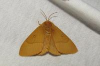 Lasiocampa quercus