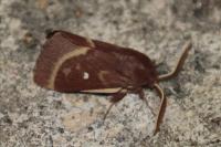 Lasiocampa trifolii