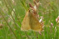 Sitochroa verticalis
