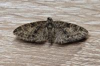 Eupithecia abbreviata