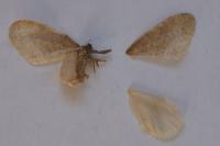 Operophtera brumata