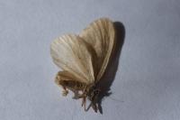 Operophtera brumata
