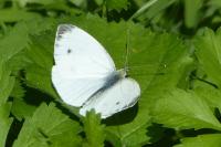 Pieris napi
