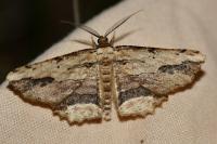 Menophra abruptaria