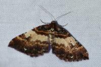 Earophila badiata