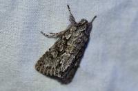 Xylocampa areola