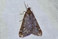 Alsophila aescularia