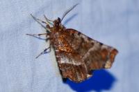 Selenia dentaria