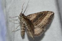 Costaconvexa polygrammata