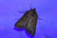 Jodia croceago