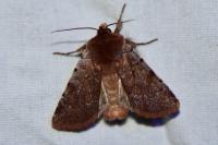 Cerastis rubricosa