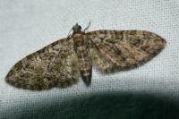 Eupithecia abbreviata