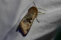 Orthosia gothica