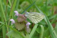 Pieris napi