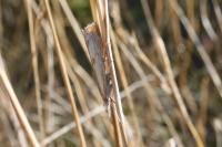 Pediasia contaminella