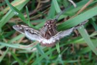 Saturnia pavonia